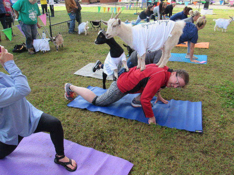 Goat yoga returns as part of fundraiser